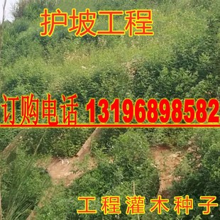 荆条树种子黄荆条种子蜜源植物荆条花种子杜荆柴黄金子灌木包邮