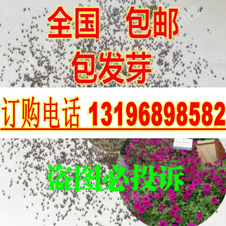 进口散装矮牵牛种子  碧冬茄 毽子花 矮喇叭花种子番薯花造景包邮
