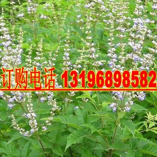 荆条种子 牡荆种子 苗木种子 别称黄荆柴 黄金子 荆条种籽