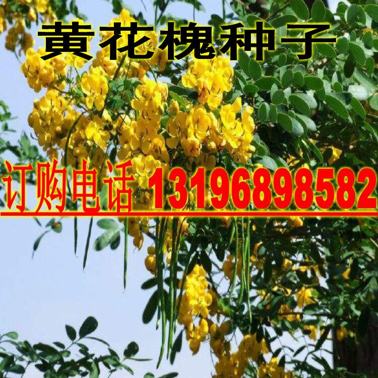 新采刺槐种子 白花刺槐树种子紫穗槐 洋槐 黄花槐种子蜜蜂采蜜槐