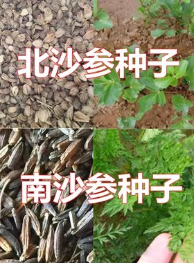 新采摘北沙参种子中药材种子中草药种子海沙参 银条参 南沙参种子