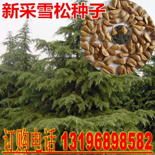 新采雪松树种子 印度雪松种子黑松种子日本黑松宝塔松种子