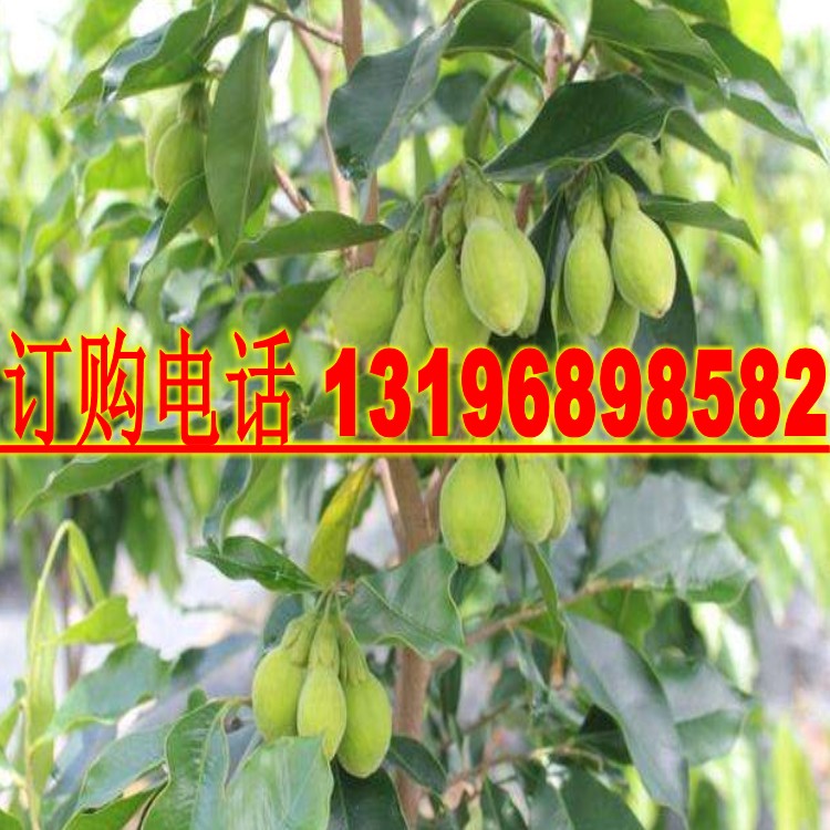 出售沉香种子海南黄花梨种子小叶紫檀种子菩提种子金丝楠木种子
