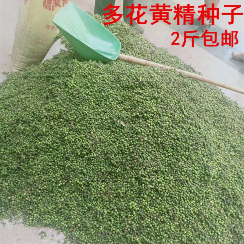 现采九华山多花姜型黄精种子老虎姜形种籽500g甜黄精种植苗带皮图片