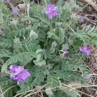 野生萝卜地丁种子米口袋紫花地丁甜地丁老鼠布袋多年生草本植物籽