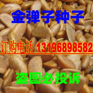 新采金弹子种子川弹子种籽乌柿盆景种子刺柿山柿籽高档名贵盆景树