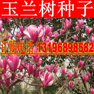 玉兰树种子及白玉兰种子紫玉兰种子广玉兰种子黄玉兰种子辛夷种子