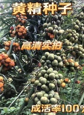【黄精种子】滇黄精种子姜型黄精鸡头黄精高产量品种正品正宗