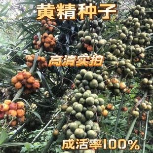 【黄精种子】滇黄精种子姜型黄精鸡头黄精高产量品种正品正宗