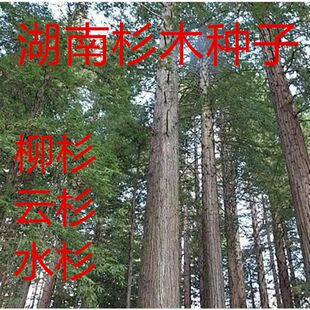 湖南杉木种子南方种植新采一级沙树杉树水杉柳杉落羽杉速生杉树籽