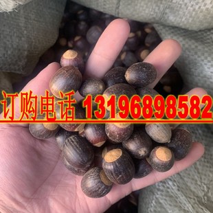 新采娜塔栎种子 新采娜塔栎种子 彩叶树风景树 橡树种子