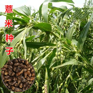 新薏米种子小薏米籽草珠子薏苡仁种籽六谷子四季播种五谷杂粮薏米