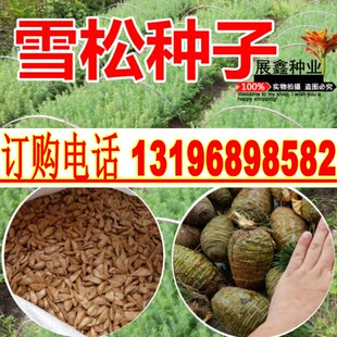 新采印度雪松种子日本黑松宝塔松种子多年生庭园艺树包邮