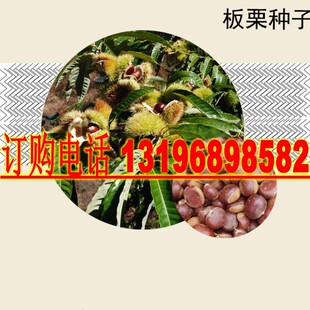 当年新采板栗种子 板栗果 庭院种植 绿色食品 日本栗果树种籽