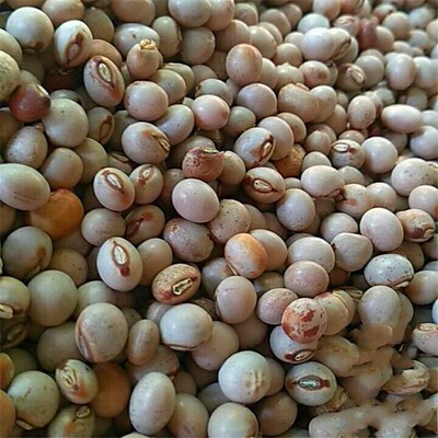 木豆种子/木豆/豆蓉/观音豆/树豆/柳豆当年新采绿化药材灌木种子