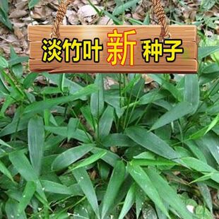 淡竹叶野生淡竹叶种子 淡竹叶种子 山鸡米清热解暑草新采草药种子
