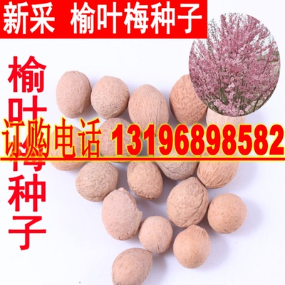 榆叶梅小桃红绿化苗木种子