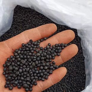 正宗天冬种子云南天门冬种子种苗大天冬种籽天冬籽门冬