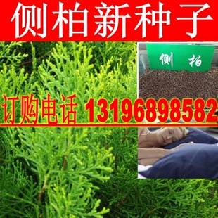 新采侧柏种子 柏树种子 洒金柏桧柏塔柏圆柏刺柏黄柏树籽扁柏种子