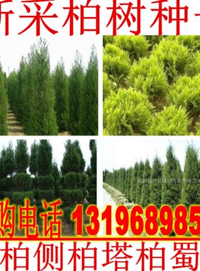 柏树种子 塔柏 侧柏 桧柏 龙柏 墓地种植 松柏种子 圆柏 洒金柏籽