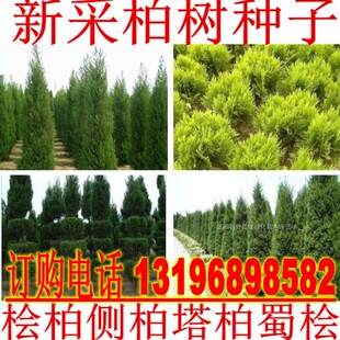 柏树种子 塔柏 侧柏 桧柏 龙柏 墓地种植 松柏种子 圆柏 洒金柏籽