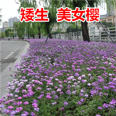 春季花卉宿根耐旱细叶美女樱新品