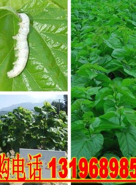 大叶蚕桑种子桑蚕种子 粤桑11号51号蚕桑树种子强桑农桑14号