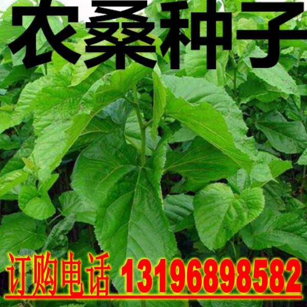 饲料种子Aichen/艾辰园艺