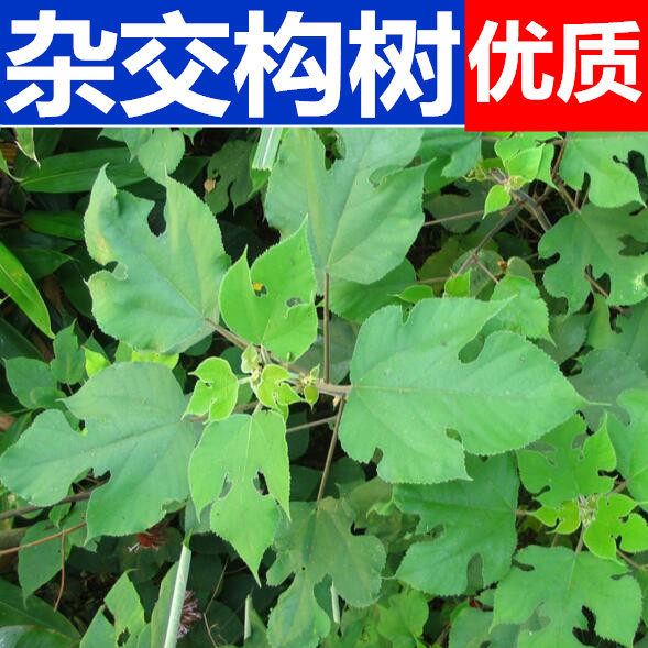构树种子 新采构树种子 构树种子 别名构桃树 园林绿化乔木树