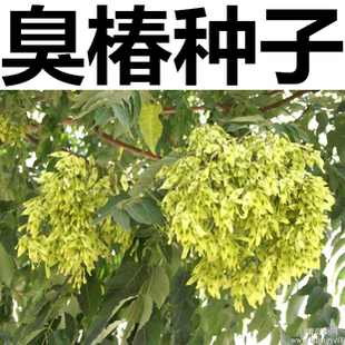 臭椿种子 臭椿皮 大果臭椿种子 椿树 木砻树 木砻树 樗 树种子