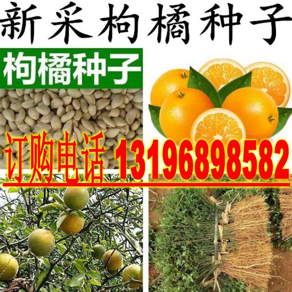 新构橘种子枳壳种子枸桔红橘橘子柑橘香橙脐橙籽嫁接砧木树种子