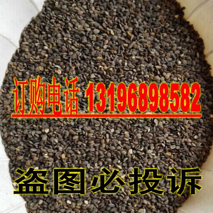 福禄考种子  芝樱种子、福乐花、五色梅种子  盆栽花坛阳台