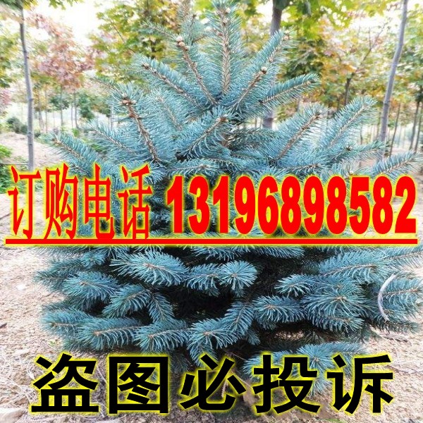 克罗拉多蓝杉种子科罗拉多蓝杉种子锐光北美云杉种子提供种植资料