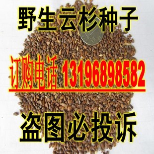 进口优质野生云杉种子圣诞树种白松 四季常青的树种 包邮