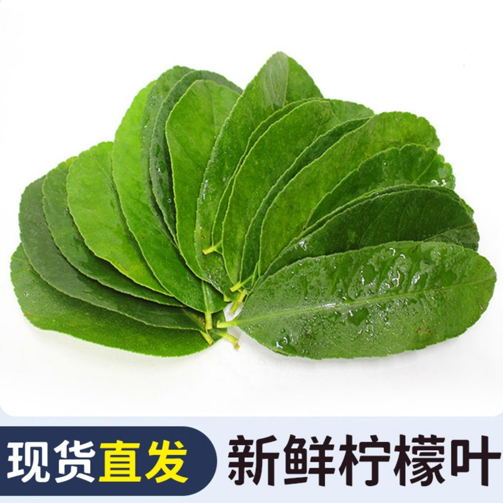 新鲜柠檬叶青柠叶西餐厅香料料理烹饪冷饮奶茶店调料冬阴功汤原料