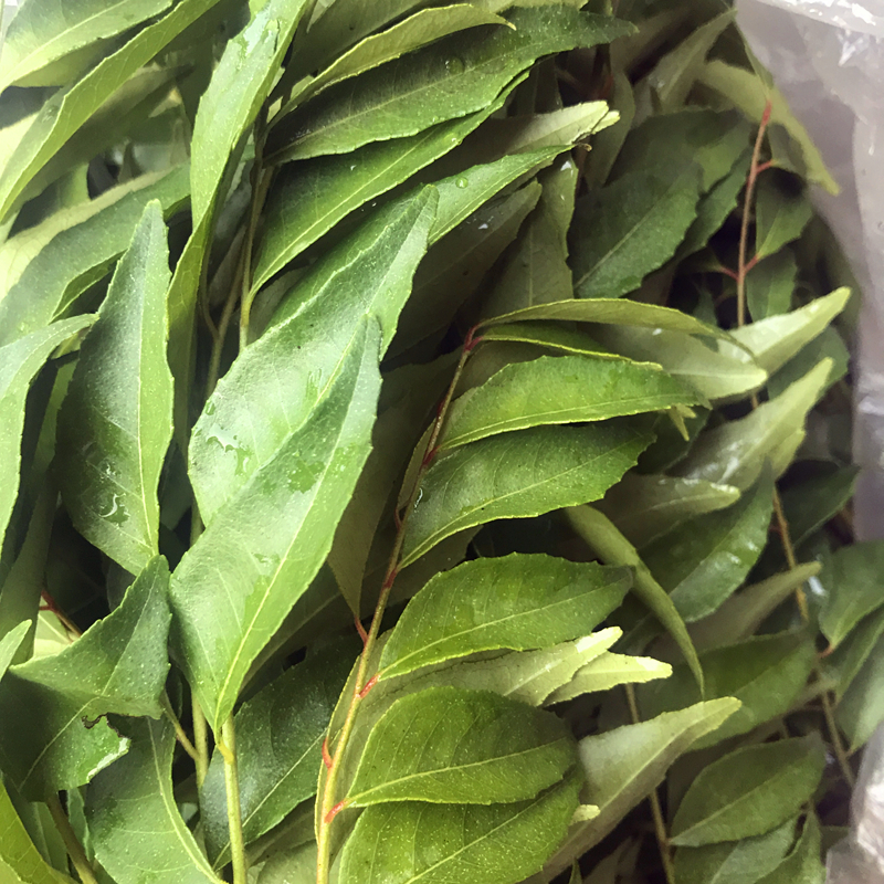 新鲜咖喱叶九里香泰国香料