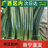 新鲜斑斓叶新鲜香兰叶班兰新鲜香兰蛋糕千层糕芒果糯米饭保证新鲜