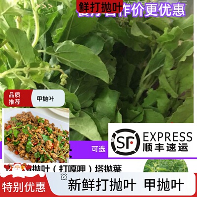 新鲜打抛叶炒肉圣罗勒新鲜甲抛叶