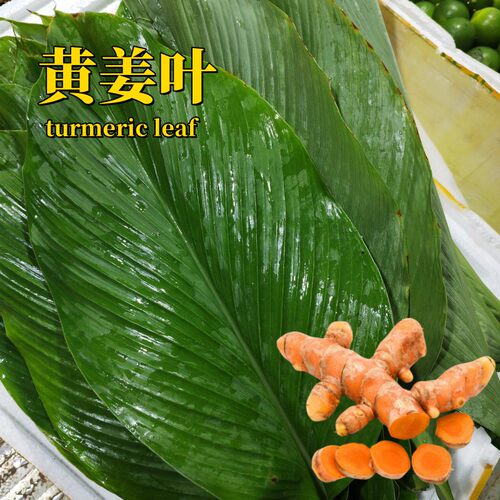 新鲜黄姜叶娘惹菜turmericleaf
