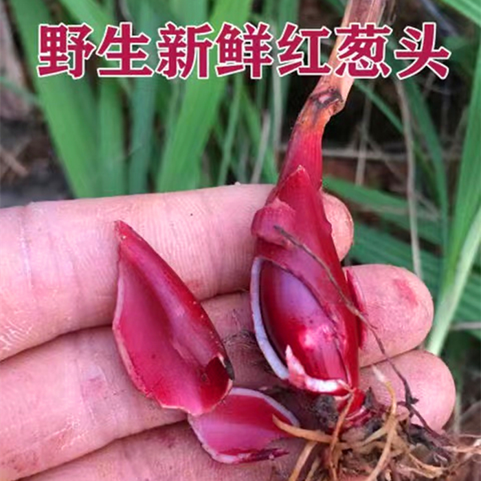 食补小红蒜根中药材滋补红葱通鼻小红蒜红葱头百步还阳血葱紫百合,水产肉类/新鲜蔬果/熟食,葱类,淘宝优惠券,粉丝福利购,淘宝优惠卷
