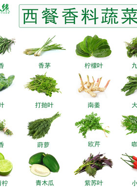 新鲜香料菜组合冬阴功香茅九层塔罗勒叶打抛叶迷迭香柠檬叶蔬菜