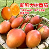 树番茄云南洋酸茄大树鸡蛋果新鲜凉拌做菜原生态水果现摘现发