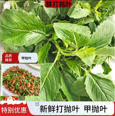 新鲜打抛叶甲塔抛叶炒肉沫噶抛泰