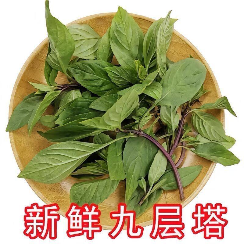 冬阴功汤料Tomyumgoong新鲜罗勒叶九层塔basil西餐香料金不换红