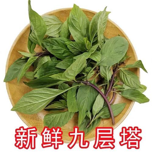 新鲜罗勒叶九层塔红杆
