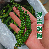 新鲜青胡椒绿胡椒泰国餐厅用猪肚鸡煲汤料FreshGreenPepper鲜胡椒