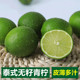 泰式 无籽青柠檬新鲜皮薄青柠水果绿金桔柠檬奶茶种多汁塔西提无籽