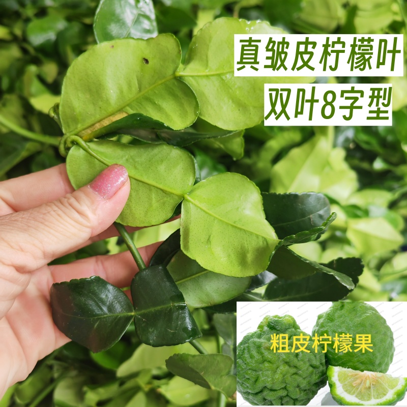 鲜泰国柠檬叶双叶8字型粗皮柠檬