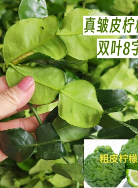 新鲜泰式粗皮柠檬叶冬阴功柠檬丑柠檬叶皱皮柠檬叶生腌双叶柠檬叶
