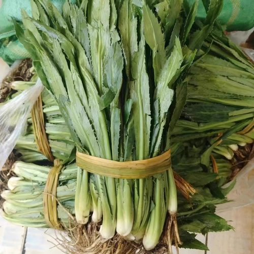 泰国香菜越南缅甸假芫山元荽